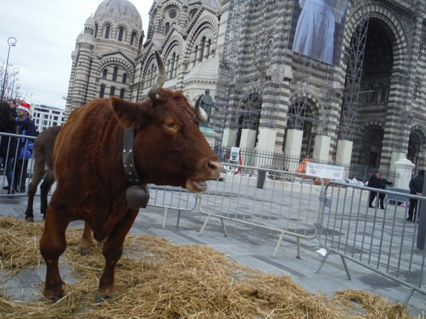 Animation ferme , location ferme , ferme interactive , ferme pédagogique , mini ferme pédagogique, Animation cochon , animation ferme pas chere , animation ferme Marseille , Jeux ferme pas chère, Animation ferme, Animation Canards , Animation poussins, Animation jeux ferme, Location gonflable ferme, déco ferme pas chere